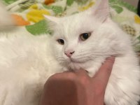 Kedimizi Ücretsiz Sahiplendiriyoruz