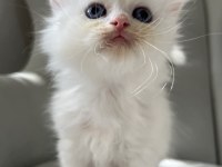 British longhair erkek bebeğim