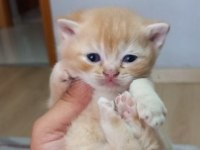 British Shorthair Ny12