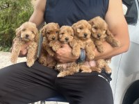 Sıfır Boy Maltipoo Yavrular