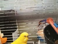 Takım Muhabbet Kuşumuz