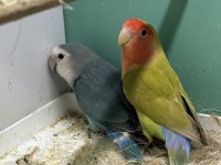 2 Takım Garantili Damızlık Sevda Papağanı