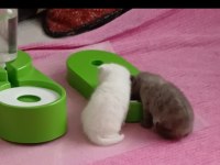 Scottish Fold Ve Scottish Straight Kardeşler