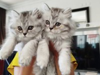 İran ve british kırmaları kediler