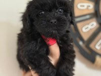 Tüy Derdi Olmayan Nadir Irk Maltipoo Yavrular