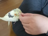 Full Evcil Sultan Papağanı