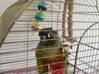Konur papağanı kafes ve aksesuarları ile birlikte