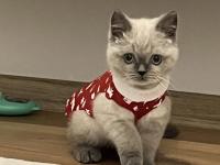 3.5 aylık british shorthair bluepoint