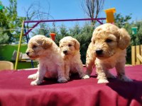 Yavru Maltipoo