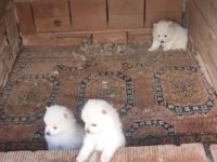 2 Aylık Erkek Spitz
