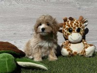 Sevimli Maltipoo Yavruları