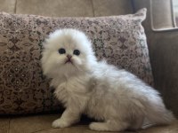 Irk garantili scottish fold longhair silver bebeğimiz