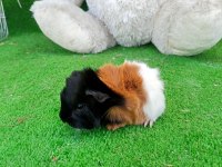 Rengarenk ginepigler mevcut