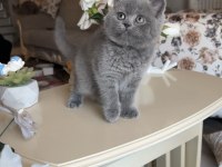 British shorthair dişi top kafa