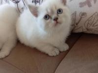 Scottish Fold Mavişlerim