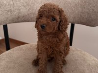 A Kalite Toy Poodle Yeni Ailesini Bekliyor