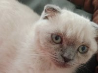 2 Buçuk Aylık Yavru Kedimiz