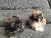 Shih tzu 2 erkek bebek