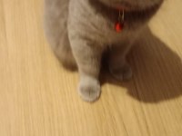 Duman 1 Yaşında Ayı Surat Kedimiz