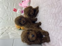 Erkek Dişi Toy Poodle Yavrularımız