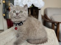 British Shorthair Lilac Yavru