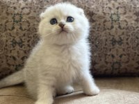 Irk garantili şecereli anne babanın scottish fold silver bebeği