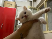 A Kalite British Shorthair Bebekler