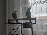 2 adet sultan papağanı ve büyük boy kafeste satılık