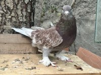 Tek, Toplu Veya Takım Güvercinler