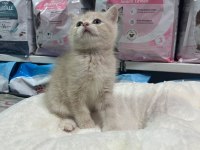 Irkının En İyi Örneklerinden British Yavrularımız Yuvaya Hazır