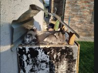 Mini Cüce Tavşan Yavruları