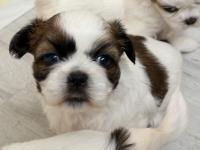 Kendi Shih Tzu Yavrularımız