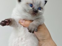 Scottish Blue Point Chocolate Point Yavruları