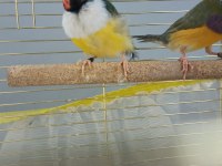 2025 Doğumlu Takım Gökkuşağı İspinozları