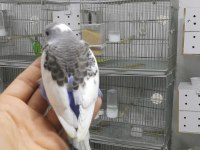 Alıştırmalık Konuşturmalık Muhabbet Kuşu Yavrular