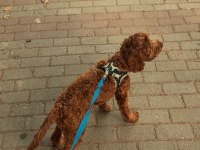 7.5 Aylik Maltipoo Yavrumuz