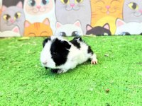 Ginepig 1 Aylık Yavru