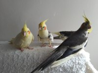 Her tür sultan papağanı vardır