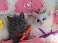 Nadir Bulunan Oddeyes Ve Blue British Bebeğim