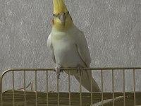 Çok Konuşkan Erkek Sultan Papağanı