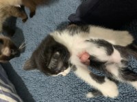 Bu Yavru Kediler Sahiplendirilecektir