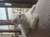 Güzeller Güzeli Maviş Kız Kedimiz