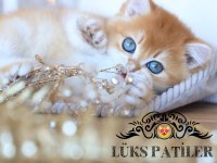 Altın parlaklığında golden british shorthair