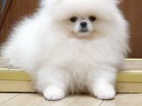 Bembeyaz Ayı Surat Pomeranian