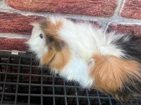 2 Yaşında Erkek Guinea Pig