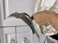 Sahiplendirilecek sultan papağanı (₺)