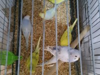 Ev Üretimi Muhabbet Kuşlar 9 Adet Yeni Yem Yemeye Başlamış Bebekler