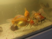 Balıklar ve akvaryum