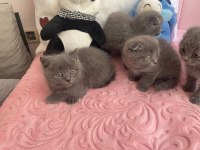 Bal bebek kediler yeni yuvalarını arıyor