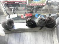 2 Aylık Yavru Scottish Fold Kedimiz